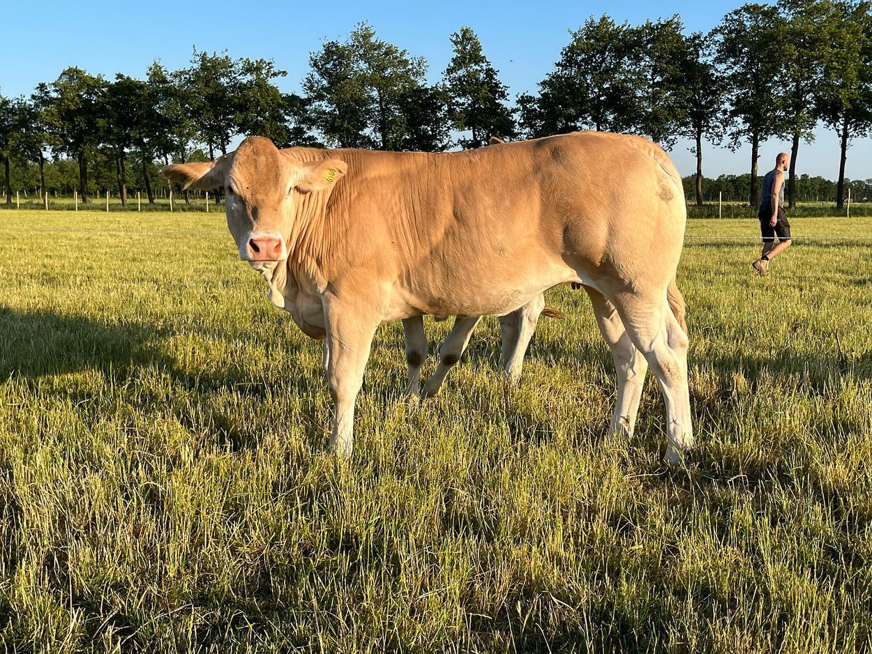 Het ras: de Blonde d'Aquitaine – De Blonde Koe